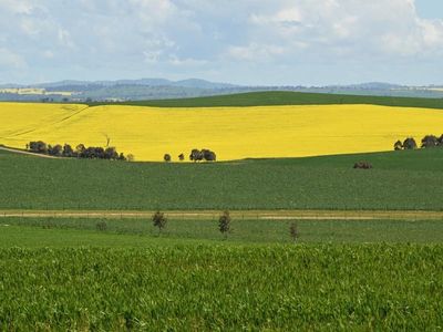 Cotton, wheat expand as dairy declines