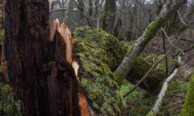 Country diary: The alder trees here are suffering