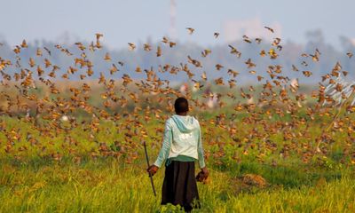 Kenya declares war on millions of birds after they raid crops