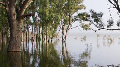 Ten-day Lower Murray Water hearing begins for artificial engineering proposal at wetlands