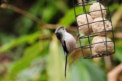 How often should I clean my bird feeder?