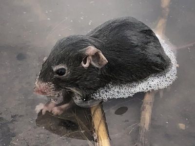 More rats up north, fewer mice in south