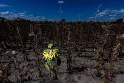 WEF: ‘We have everything we need to speed up the energy transition. It’s time to tackle humanity’s greatest challenge’