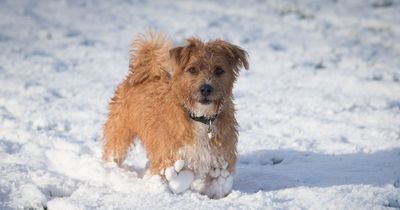 Dogs Trust issue advice on how to ensure your pooch is protected in freezing temperatures