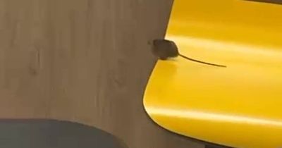 Woman films rat scurrying across table at McDonald's and vows not to return