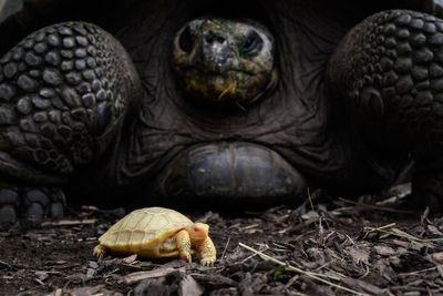 ‘Lost world’ of Indian Ocean giant tortoises unveiled in new ancient DNA study