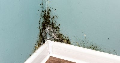 Your rights if you are a tenant and your home develops mould