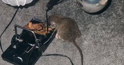 Rat infestation: Mam claims she suffered miscarriage after having to leave her Throckley home