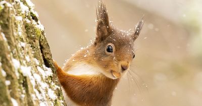Deadly squirrel pox outbreak killing local red squirrel populations