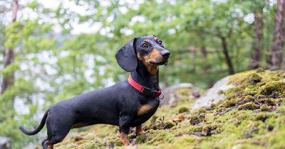 'I'm so embarrassed by what my dad named our dog - walks in the park are very awkward'