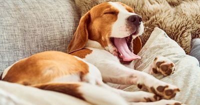 Experts share what dogs dream about - and it's likely different for each breed
