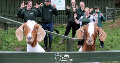 Last-ditch bid to save Gorgie Farm as Edinburgh Council back £250,000 lifeline for staff