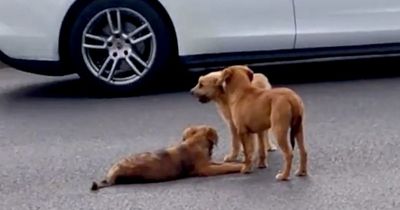 Two puppies guard injured dog as they find themselves stranded in middle of traffic