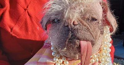 Seven of the UK's ugliest dogs to go head to head to be crowned 'most hideous'