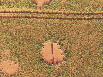 Scientists inch closer to learning the mystery of Namibia’s ‘fairy circles’
