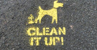 Only two dog mess cases since city council boosted fines powers