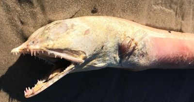 Mysterious sea beast branded 'alien from depths of hell' washes up on beach