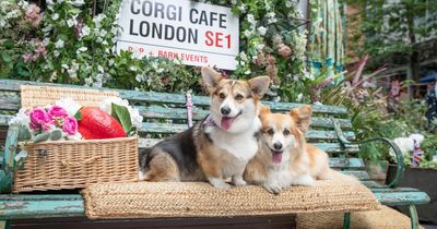 Corgi cafe from BBC Dragons' Den is coming to Cardiff after getting no investment from the entrepreneurs