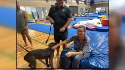 Outback flood-stranded vets bunker down with sick animals for 50 hours as Queensland roads cut in wild weather