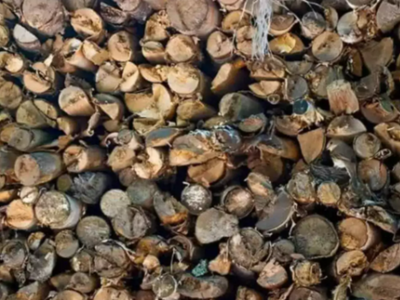 Optical illusion: Only those with a sharp eye can spot the bird in 10 seconds!