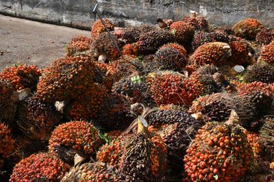 Government upbeat on price outlook of palm nuts