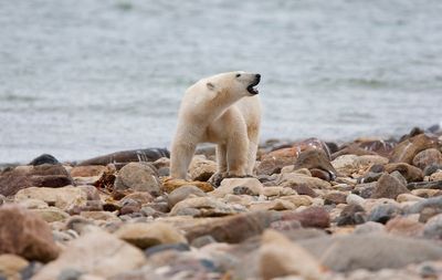 Woman and boy, 1, killed by polar bear in remote Alaskan village are identified