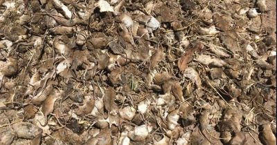 Entire crop wiped out in days by ‘apocalyptic’ rat plague that wrought havoc