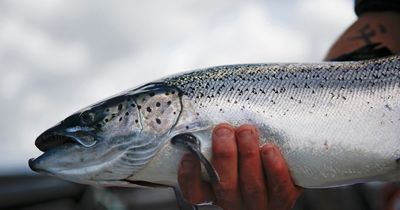 Scottish salmon farms' death toll of 15 million sparks MSP calls for urgent inquest