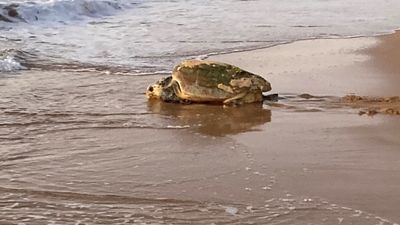 Loggerhead turtle nest discovered at Shelly Beach on NSW Central Coast is the southernmost on record