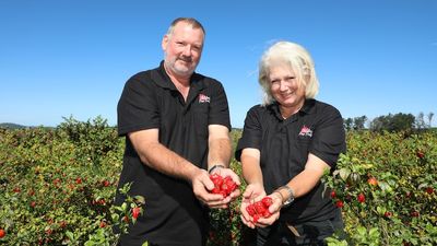 Queensland growers endure a season for the 'history books' with wet winter and cool summer