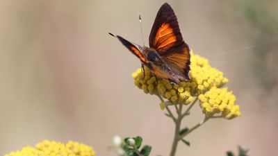 Largest population of critically endangered butterfly found in western Victoria