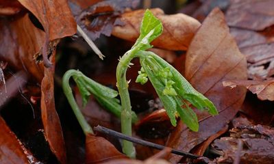 Country diary: Much to be found in the two inch-tall rainforest