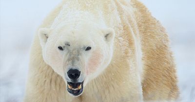 Polar bear kills boy and woman in rampage through Alaska village