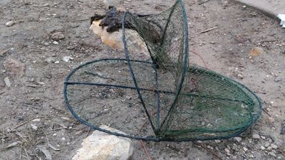 Environmentalists urge fishermen to use opera house nets with caution as yabbies run wild in floodwaters