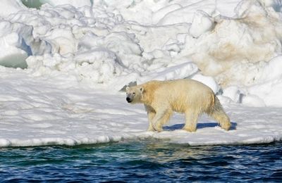 Polar bear kills woman and boy after chasing villagers in Alaska