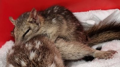 Quoll family completes round trip from Cairns to Melbourne after nesting in pumpkin box