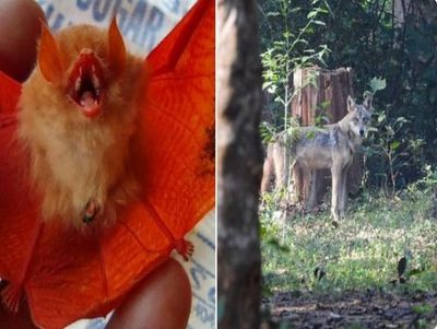 Rare 'Orange Bat', Endangered Indian Wolf Spotted In Chhattisgarh's Bastar