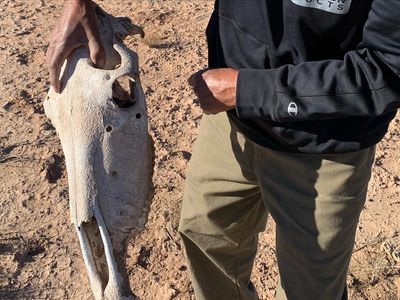 Authorities don't know who is shooting free-roaming horses in the Utah desert