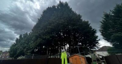 Scots neighbours in bitter war over 50ft trees as man ordered to chop down bushes