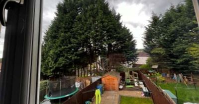 Glasgow man ordered to chop down 50ft trees that stop neighbour's clothes drying and 'ruined garden'