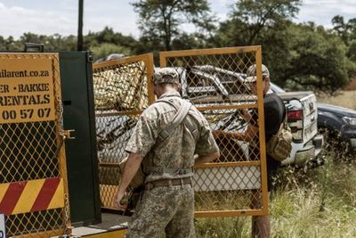 Escaped tiger shot dead after attacking man and killing two dogs in South Africa