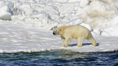 A polar bear kills a woman and a boy in a remote Alaska village