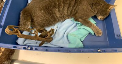 RSPCA warning after Northumberland cat faced amputation following illegal gin trap ordeal