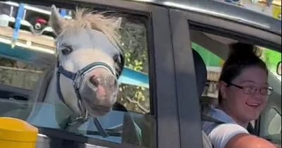 Hungry horse seen waiting patiently for his order at McDonalds drive-thru in viral TikTok