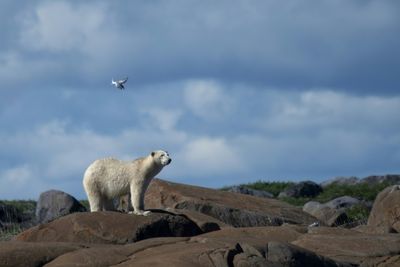 In rare attack, polar bear kills two people in Alaska