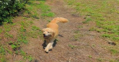 Friendly dog follows Google Map snapper and shows up in every Street View shot