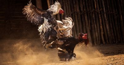 Two men killed by knife-wielding roosters as India's cockfighting gets out of hand