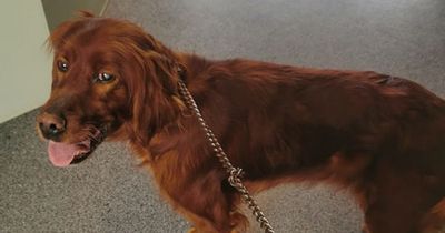 Dog washed away in 'ferocious' Tipperary flood waters as family launch appeal to find beloved pet
