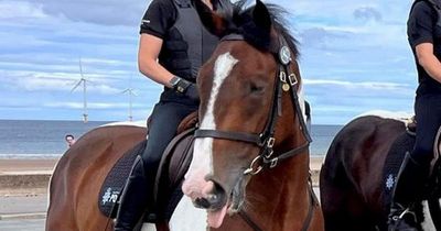 Police force sack horse Tommy - for not 'excelling' at his job