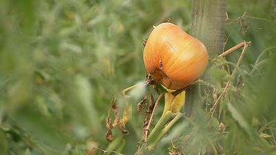 French tomato grower wins over top Paris chefs